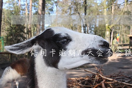 信用卡逾期几天会不会额度 信用卡逾期几天会不会额度