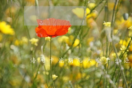 信用卡逾期几天会产生违约金