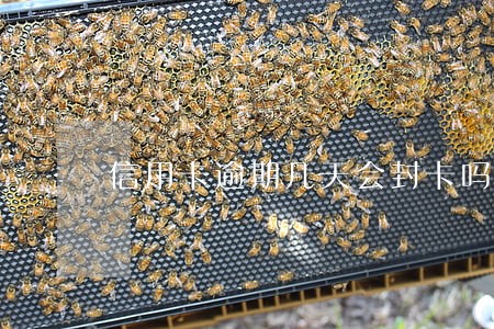 信用卡逾期几天会封卡吗 信用卡逾期几天会封卡吗