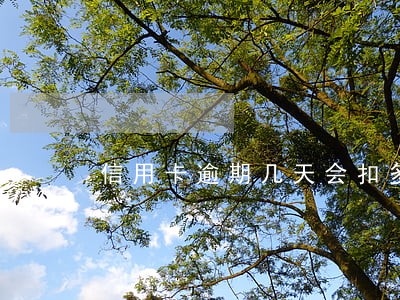 信用卡逾期几天会扣多少钱 信用卡逾期几天会扣多少钱