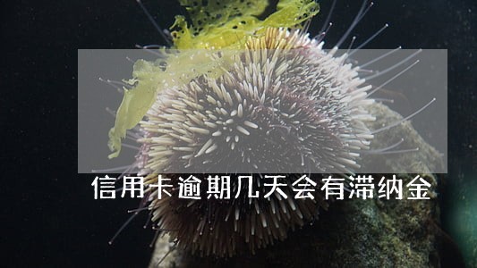 信用卡逾期几天会有滞纳金 信用卡逾期几天会有滞纳金