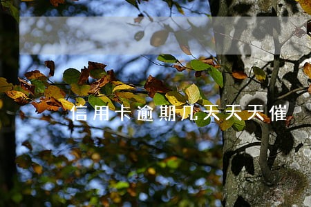 信用卡逾期几天天天催 信用卡逾期几天天天催