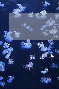 信用卡逾期几天天天打电话催 信用卡逾期几天天天打电话催
