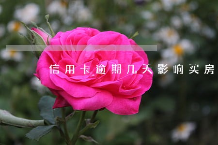信用卡逾期几天影响买房 信用卡逾期几天影响买房