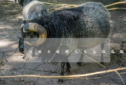 信用卡逾期几天忘记还款 信用卡逾期几天忘记还款