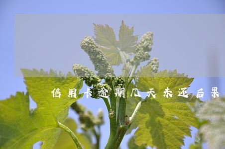信用卡逾期几天未还后果