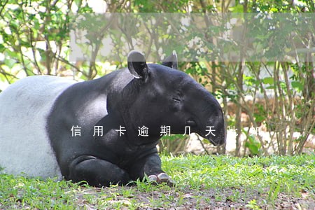 信用卡逾期几天比如 信用卡逾期几天比如