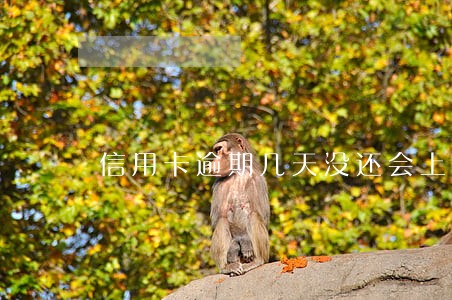 信用卡逾期几天没还会上征信