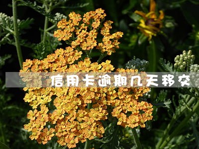 信用卡逾期几天移交 信用卡逾期几天移交