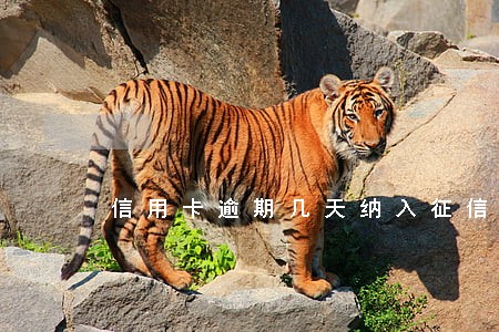 信用卡逾期几天纳入征信 信用卡逾期几天纳入征信