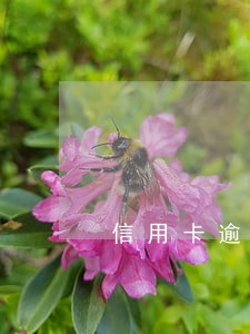 信用卡逾期几天能撤吗 信用卡逾期几天能撤吗