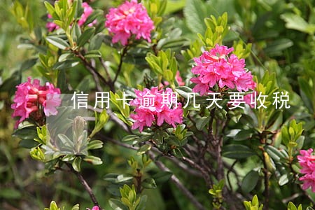 信用卡逾期几天要收税 信用卡逾期几天要收税