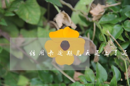 信用卡逾期几天还上了还能借吗 信用卡逾期几天还上了还能借吗