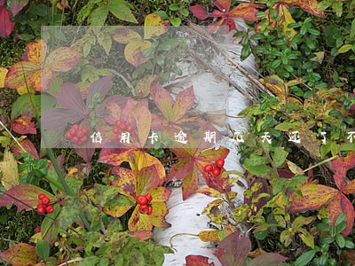 信用卡逾期几天还了不能用了 信用卡逾期几天还了不能用了
