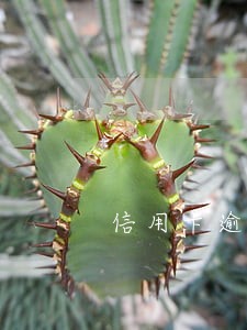 信用卡逾期几天还了还能用吗 信用卡逾期几天还了还能用吗