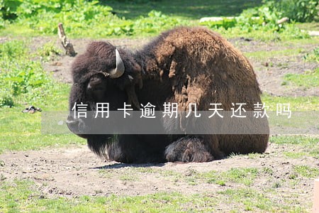 信用卡逾期几天还款吗 信用卡逾期几天还款吗