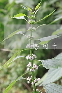 信用卡逾期几天还能还最低嘛 信用卡逾期几天还能还最低嘛