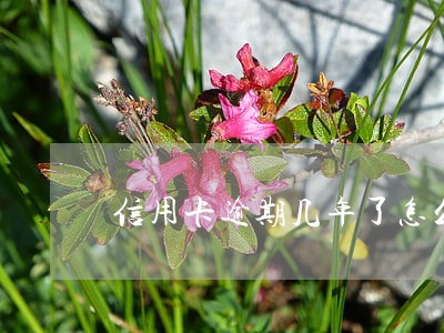 信用卡逾期几年了怎么查 信用卡逾期几年了怎么查