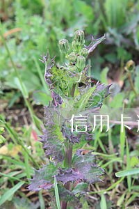 信用卡逾期几年了还款吗