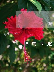 信用卡逾期几年了还能买车吗 信用卡逾期几年了还能买车吗