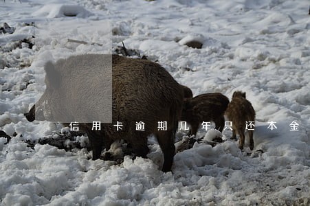 信用卡逾期几年只还本金可以吗