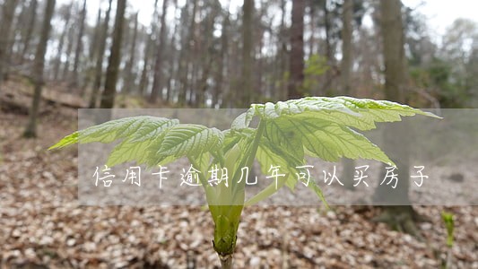信用卡逾期几年可以买房子