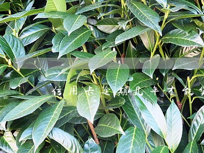 信用卡逾期几年才能贷款