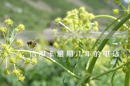 信用卡逾期几年的电话