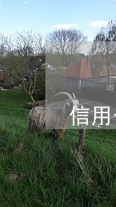 信用卡逾期几年能恢复信用 信用卡逾期几年能恢复信用