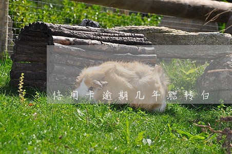 信用卡逾期几年能转白 信用卡逾期几年能转白