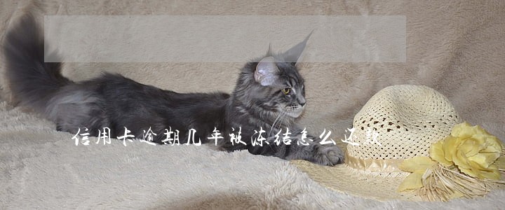 信用卡逾期几年被冻结怎么还款 信用卡逾期几年被冻结怎么还款