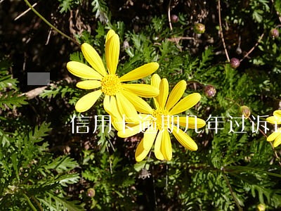 信用卡逾期几年过诉讼期 信用卡逾期几年过诉讼期