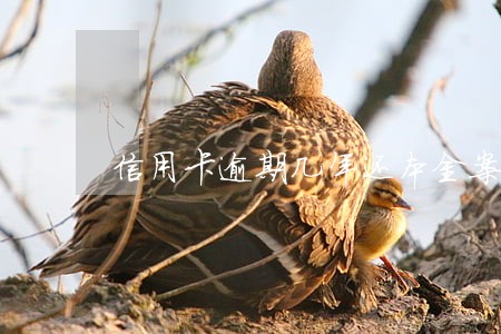 信用卡逾期几年还本金案例 信用卡逾期几年还本金案例