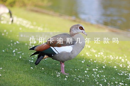 信用卡逾期几年还款吗
