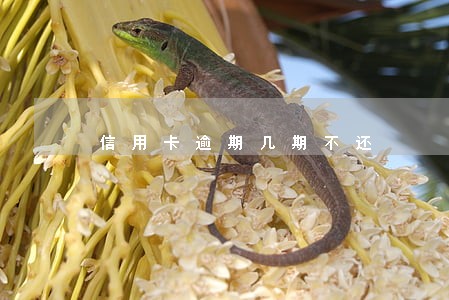 信用卡逾期几期不还