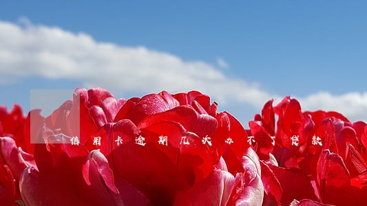信用卡逾期几次办不了贷款 信用卡逾期几次办不了贷款