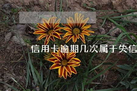 信用卡逾期几次属于失信
