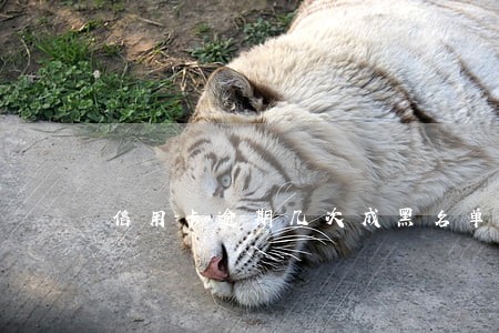 信用卡逾期几次成黑名单了吗 信用卡逾期几次成黑名单了吗