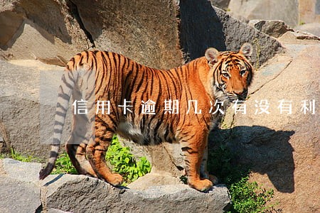 信用卡逾期几次有没有利息 信用卡逾期几次有没有利息