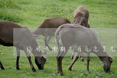 信用卡逾期几百元忘了几年