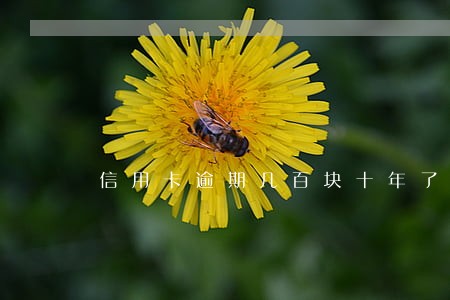 信用卡逾期几百块十年了怎么办