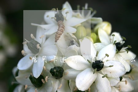 信用卡逾期几百块钱怎么办 信用卡逾期几百块钱怎么办