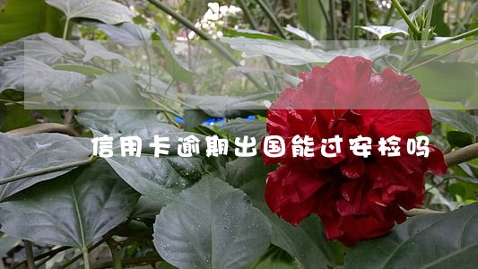 信用卡逾期出国能过安检吗 信用卡逾期出国能过安检吗