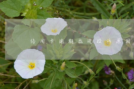 信用卡逾期出现投诉原因