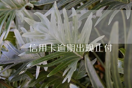 信用卡逾期出现止付 信用卡逾期出现止付