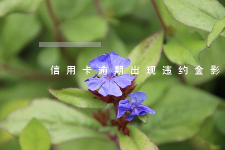 信用卡逾期出现违约金影响征信吗 信用卡逾期出现违约金影响征信吗