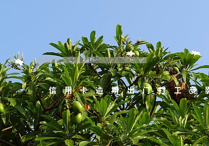 信用卡逾期出门打工受影响吗 信用卡逾期出门打工受影响吗