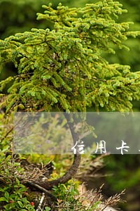 信用卡逾期函件发派出所