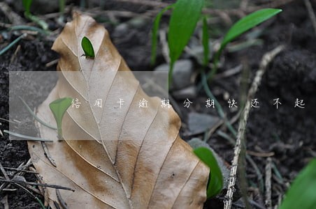 信用卡逾期分期快还不起了 信用卡逾期分期快还不起了