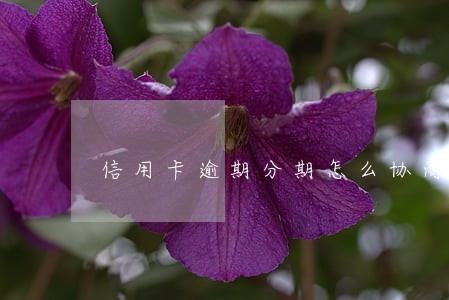 信用卡逾期分期怎么协商 信用卡逾期分期怎么协商